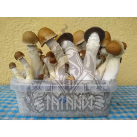 Penis Envy Pan de Setas Penis Envy Pan de Setas