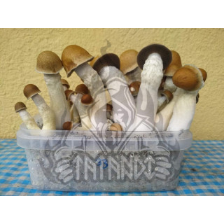Penis Envy Pan de Setas