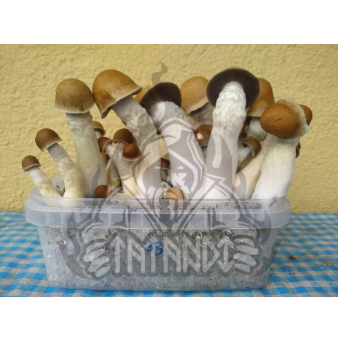 Penis Envy Pan de Setas Penis Envy Pan de Setas