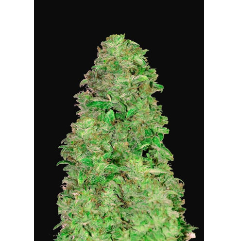 CBD Auto 20:1 - Fast Buds CBD Auto 20:1 - Fast Buds