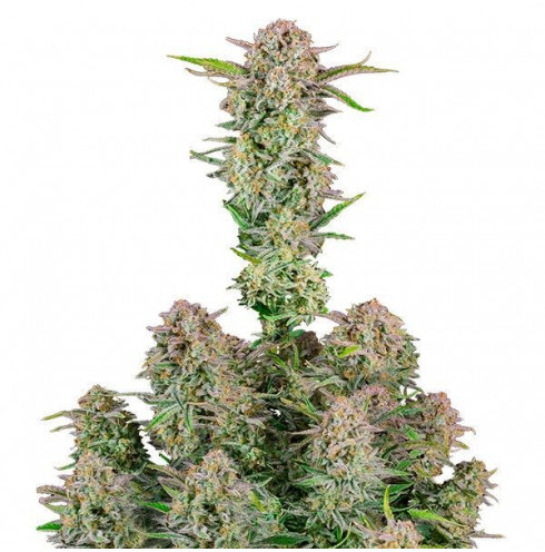 Bruce Banner Auto - Fast Buds Bruce Banner Auto - Fast Buds
