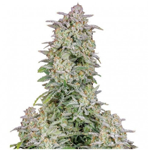 Forbidden Runtz Auto - Fast Buds Forbidden Runtz Auto - Fast Buds