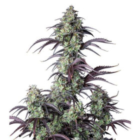 Mimosa Cake Auto - Fast Buds Mimosa Cake Auto - Fast Buds