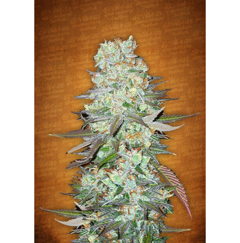 G14 Auto 3 G14 Auto 3