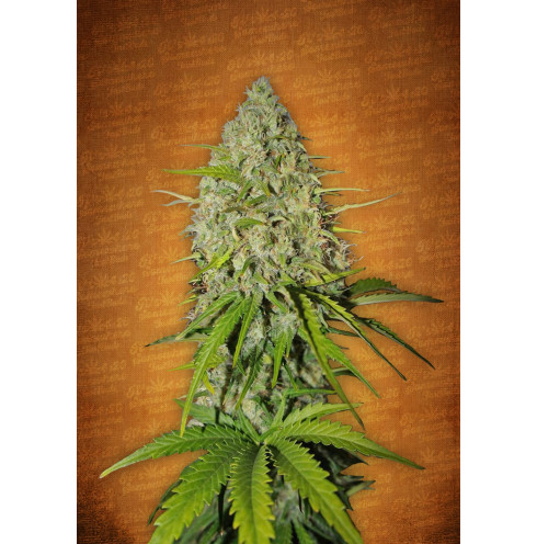 Grapefruit Auto 3 Grapefruit Auto 3