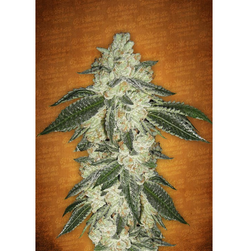 Green Crack Auto 3 Green Crack Auto 3