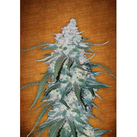 Pineapple Express Auto 3 Pineapple Express Auto 3