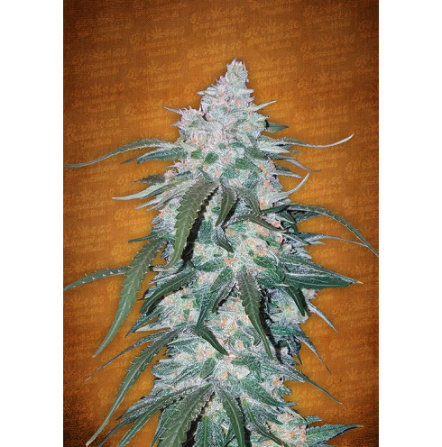 Pineapple Express Auto 3 Pineapple Express Auto 3