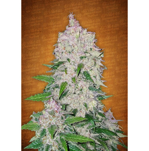 Stardawg Auto 3 Stardawg Auto 3