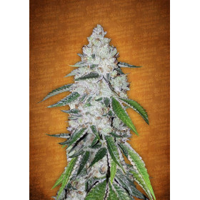 West Coast O.G. Auto 3 West Coast O.G. Auto 3