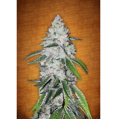 West Coast O.G. Auto 3 West Coast O.G. Auto 3