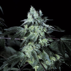 Bacio Gelato 3fem Artgenetix Bacio Gelato 3fem Artgenetix