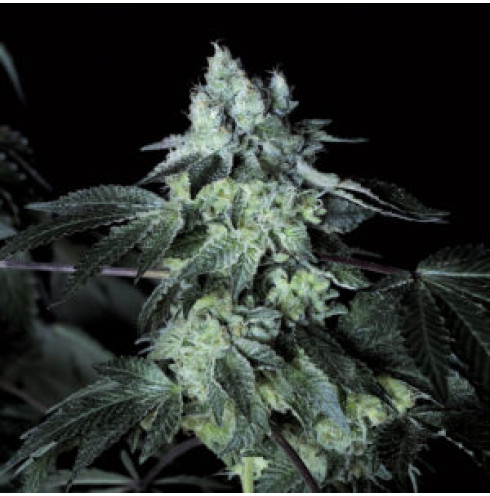 Bacio Gelato 5fem Art Genetix