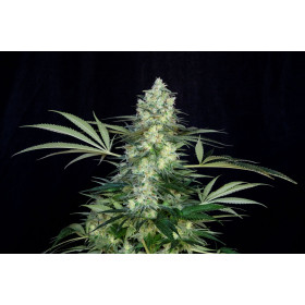 Clementine Cookies 3fem Art Genetix Clementine Cookies 3fem Art Genetix