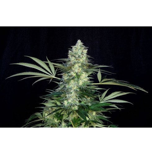 Clementine Cookies 3fem Art Genetix Clementine Cookies 3fem Art Genetix