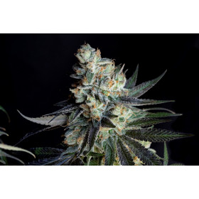 Morositax 3fem Art Genetix Morositax 3fem Art Genetix