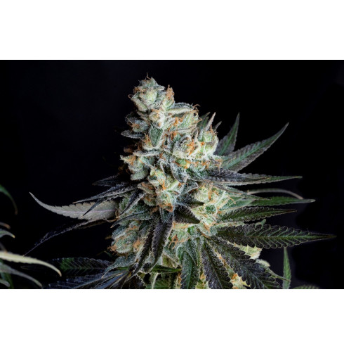 Morositax 3fem Art Genetix Morositax 3fem Art Genetix