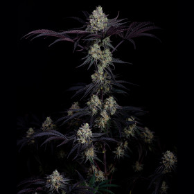 Zero Dosi 3fem Art Genetix Zero Dosi 3fem Art Genetix