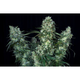 Fruttino 3fem Art Genetix Fruttino 3fem Art Genetix