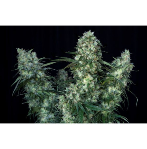 Fruttino 5fem Art Genetix
