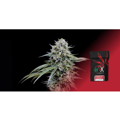Sherbert-Z 5fem ArtGenetix
