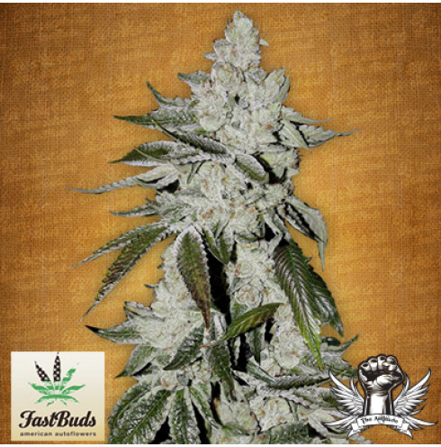 Girl Scout Cookies Auto 3 fem Girl Scout Cookies Auto 3 fem