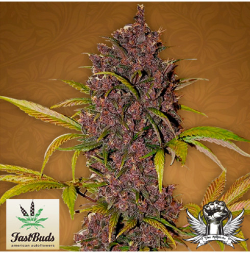 Crystal Meth Auto 5 fem Crystal Meth Auto 5 fem