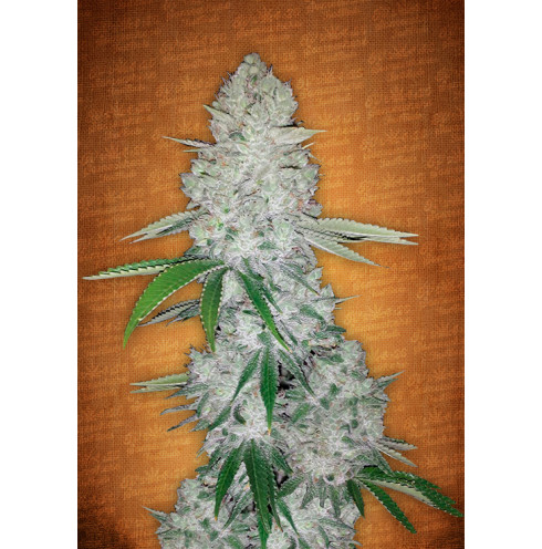 Gorilla Glue Auto 5 fem Gorilla Glue Auto 5 fem