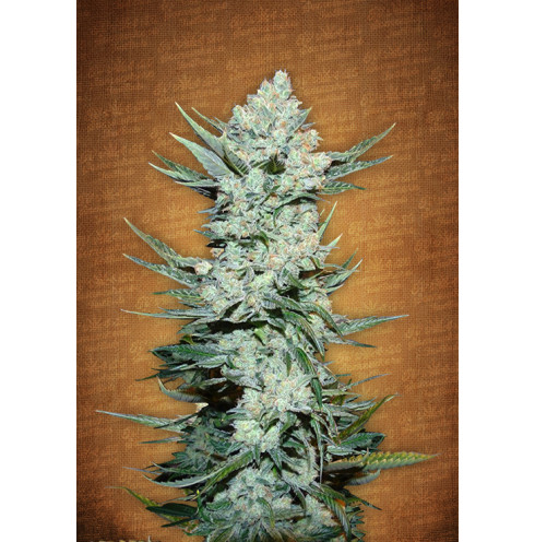 Tangie' Matic Auto 3 fem Tangie' Matic Auto 3 fem
