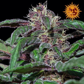 Ayahuasca Purple 3 fem Ayahuasca Purple 3 fem