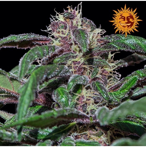Ayahuasca Purple 3 fem Ayahuasca Purple 3 fem
