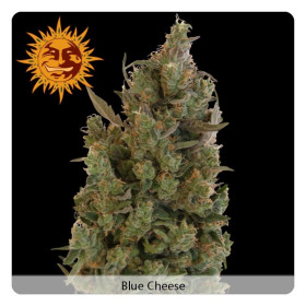 Blue cheese 3 fem Blue cheese 3 fem