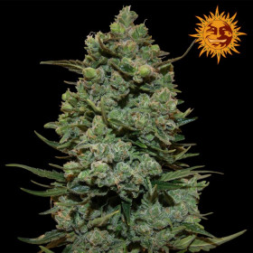 Cookies Kush 3 fem Cookies Kush 3 fem