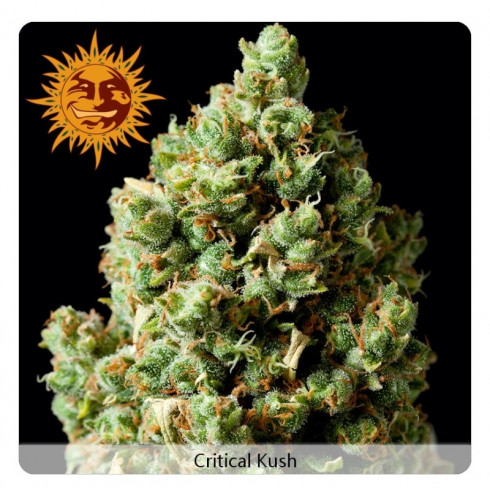 Critical kush 3 fem Critical kush 3 fem