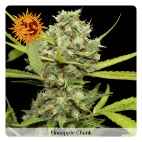 Pineapple chunk 3 fem Pineapple chunk 3 fem
