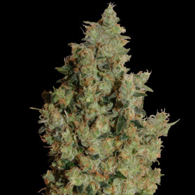 Tangerine dream 3 fem Tangerine dream 3 fem