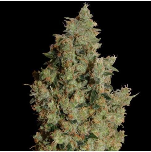 Tangerine dream 3 fem Tangerine dream 3 fem