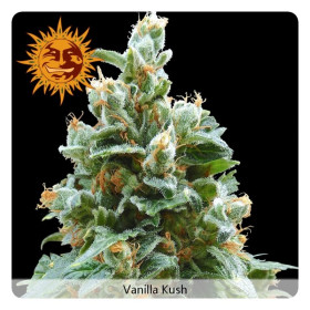 Vanilla kush 3 fem Vanilla kush 3 fem