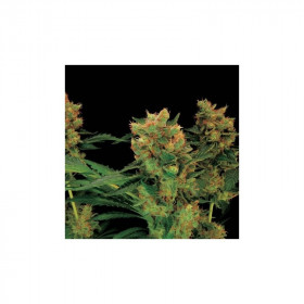 Blue Hash 3 fem Blue Hash 3 fem