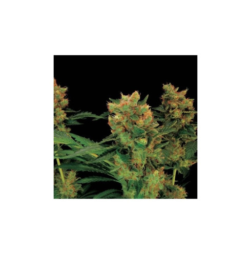 Blue Hash 3 fem Blue Hash 3 fem