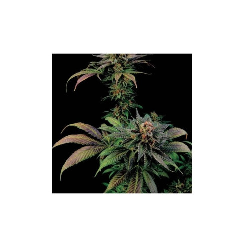 Blue Widow 3 fem Blue Widow 3 fem