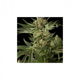 Critical + 3 fem Critical + 3 fem