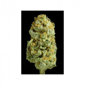 Critical Cheese 3 fem Critical Cheese 3 fem