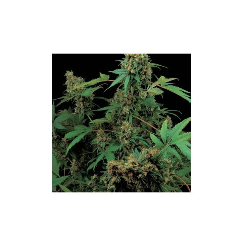 Moby Dick 3 fem Moby Dick 3 fem