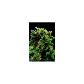 Royale Haze 3 fem Royale Haze 3 fem