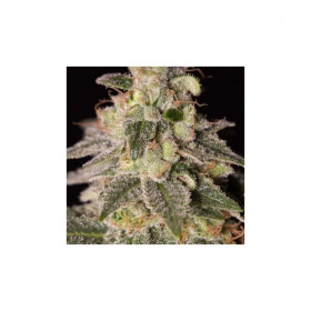 Shark Shock CBD 3 sem Shark Shock CBD 3 sem