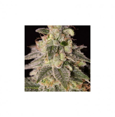 Shark Shock CBD 3 sem Shark Shock CBD 3 sem