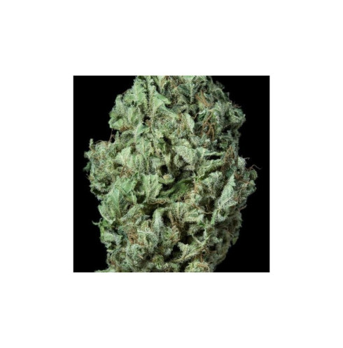 Sour Diesel Auto 3 fem Sour Diesel Auto 3 fem