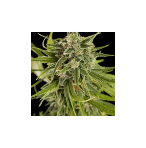 Sweet Deep Grapefruit 3 fem Sweet Deep Grapefruit 3 fem