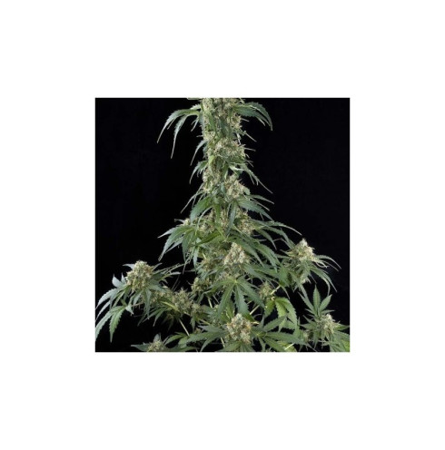 White Widow 3 fem White Widow 3 fem